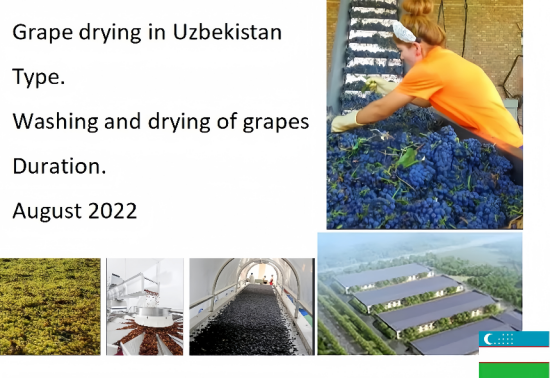 Dehydration of grapes in Uzbekistan